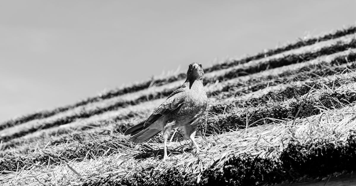 Top 5 Benefits of Residential Junk Removal for Homeowners